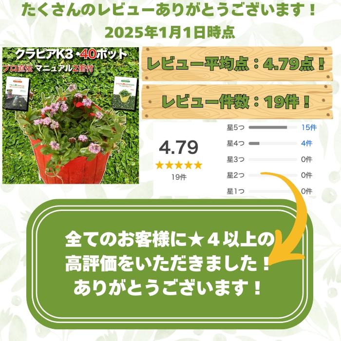 予約商品 クラピア K3 9cmポット苗 40鉢セット 植栽マニュアル付き ピンク品種 イワダレソウ改良種 グランドカバー |  | 01