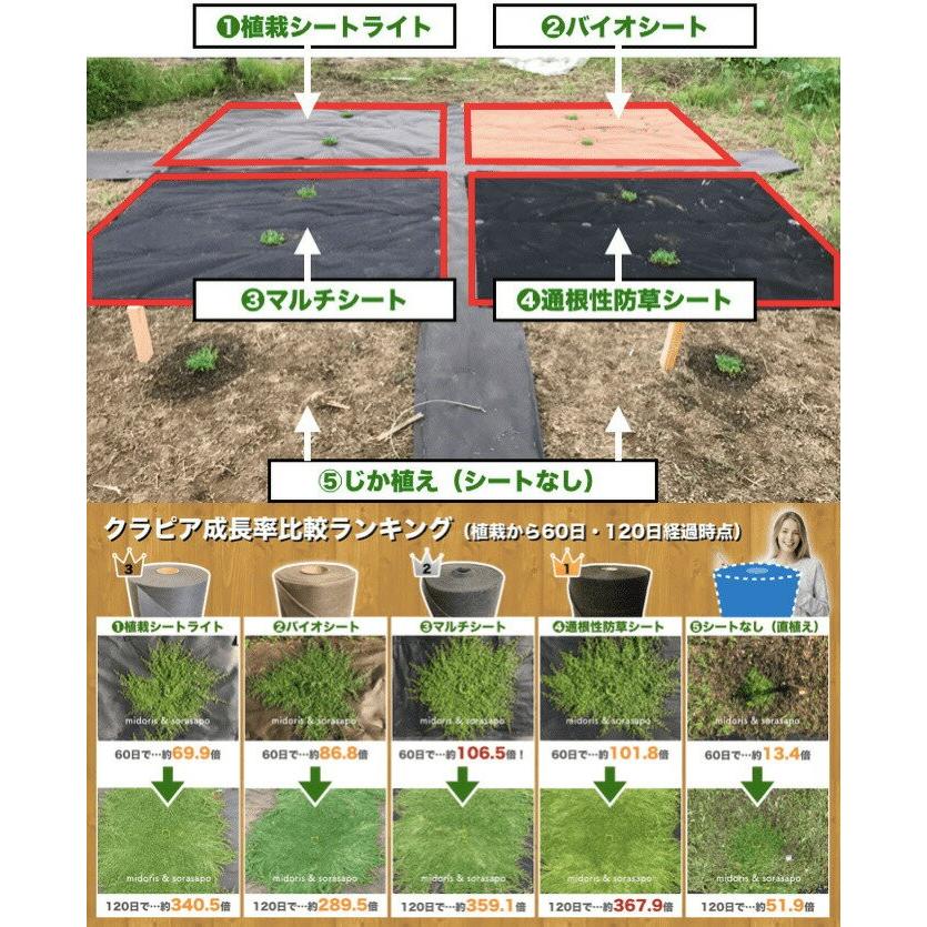 クラピア K5 9cmポット苗 4鉢 お試し1平米用 すくすくセットミニ ピンク品種 イワダレソウ改良種 肥料、メネデール付 庭｜midoris｜08