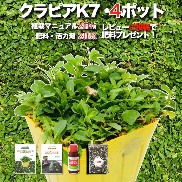 クラピア K7 9cmポット苗 4鉢 1平米お試し用 白色品種 イワダレソウ改良種 肥料メネデール付 グランドカバー | 
