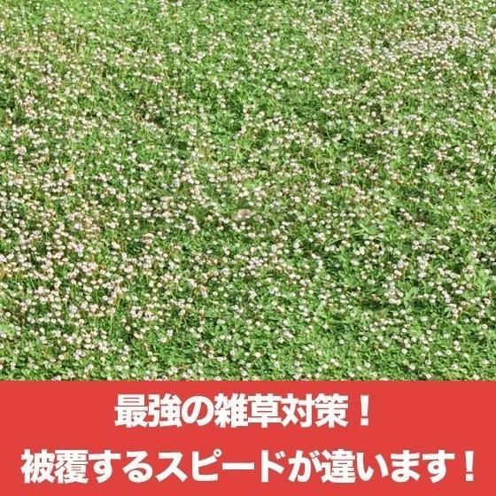クラピア K7 9cmポット苗 4鉢 1平米お試し用 白色品種 イワダレソウ改良種 肥料メネデール付 グランドカバー |  | 10
