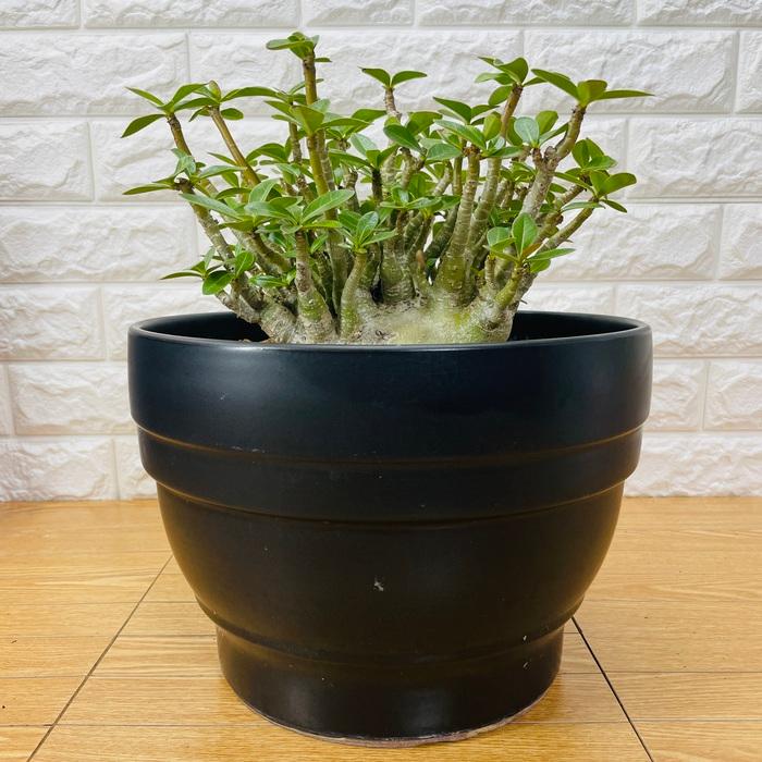 アデニウム アラビカム 10号鉢株 大型 砂漠のバラ 多肉植物 塊根