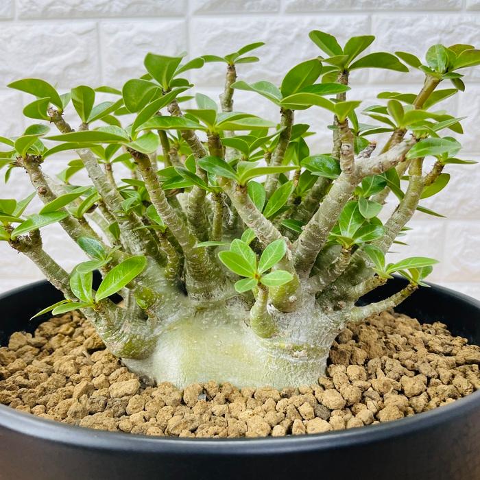 250706 塊根植物 アデニウム・アラビカム （鉢付き）AD-08 塊根植物 アデニウム・アラビカム （鉢付き）AD-08 【公式通販】