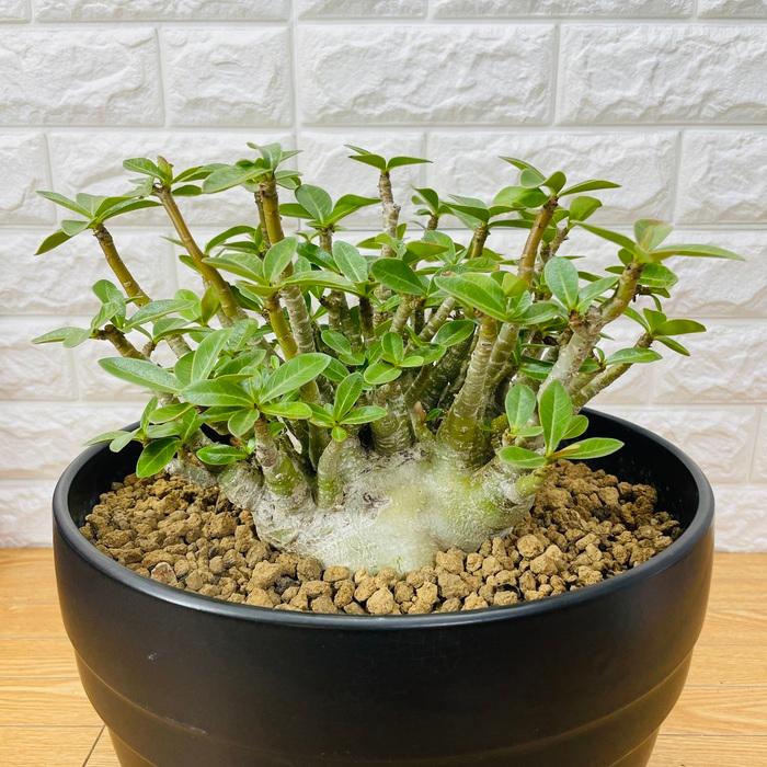 アデニウム アラビカム 10号鉢株 大型 砂漠のバラ 多肉植物 塊根