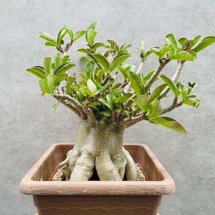 現品 アデニウム アラビカム 高さ25cm 9号鉢株 大型 砂漠のバラ 多肉