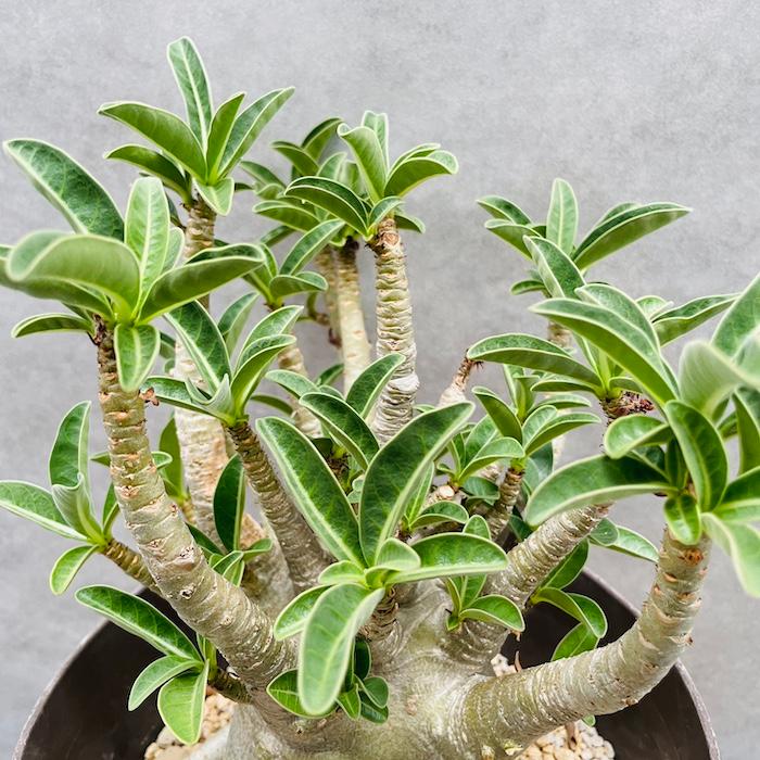 アデニウム 塊根植物 観葉植物好き 鉢ごと発送 特大 アデニウム 塊根