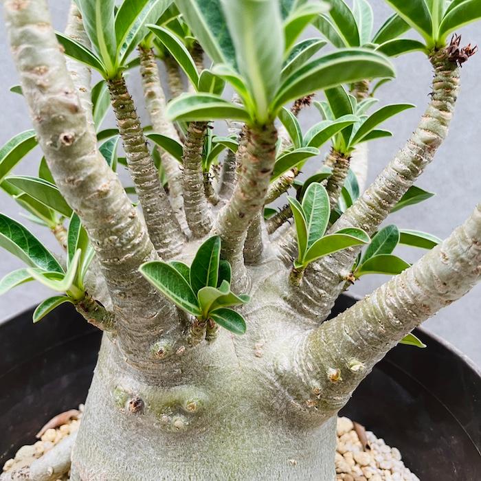 m*a様 アデニウム（Bラベル）　大株　塊根植物　砂漠のバラ　多肉植物 Amazon｜アデニウム 砂漠のバラ 本物 鉢植え 室内用 卓上 ミニ
