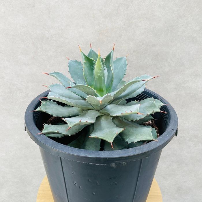 観葉植物 アガベ ポタトラム 雷神 12号鉢株 大型 大株 ライジン 多肉