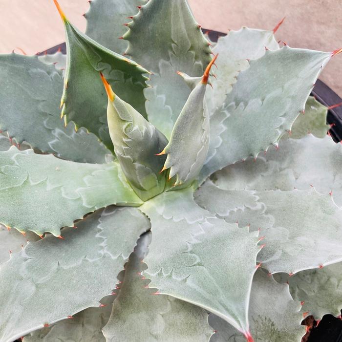 観葉植物 アガベ ポタトラム 雷神 12号鉢株 大型 大株 ライジン 多肉