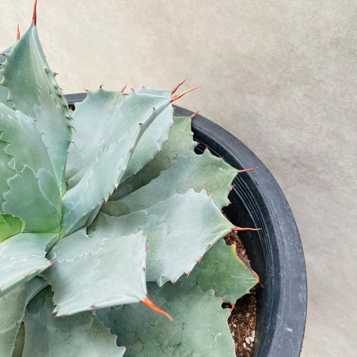 観葉植物 アガベ 大株 高さ60cm おしゃれな鉢付き