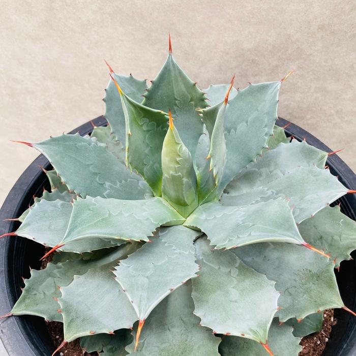 観葉植物 アガベ 大株 高さ60cm おしゃれな鉢付き