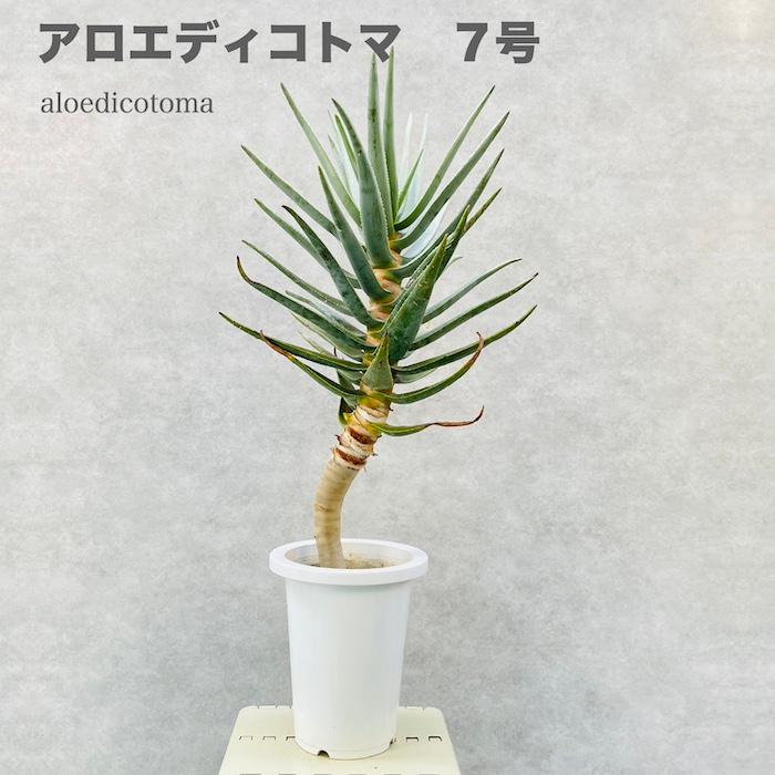 現品 観葉植物 アロエ ディコトマ 7号鉢 大型 多肉植物 大株 aloe 