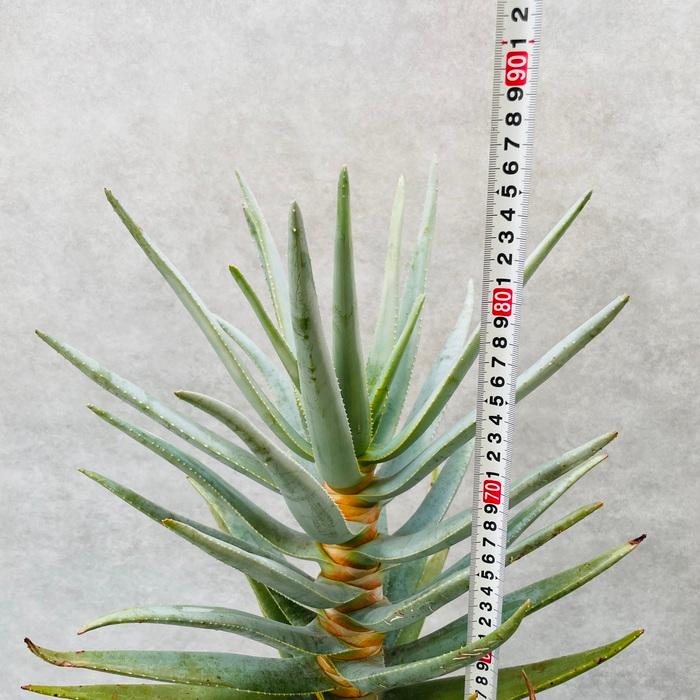 現品 観葉植物 アロエ ディコトマ 7号鉢 大型 多肉植物 大株 aloe