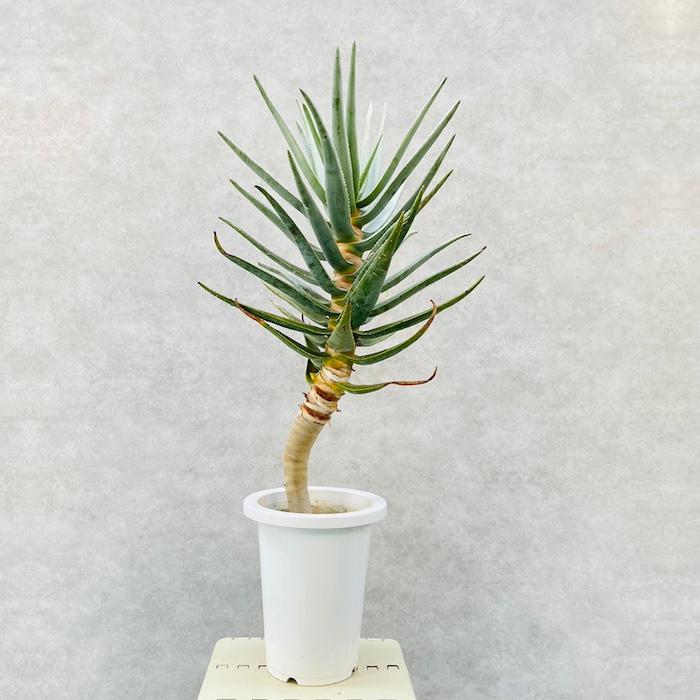 現品 観葉植物 アロエ ディコトマ 7号鉢 大型 多肉植物 大株 aloe