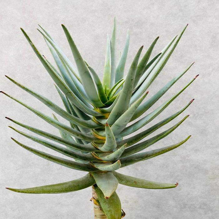 現品 観葉植物 アロエ ディコトマ 8号鉢 大型 多肉植物 大株