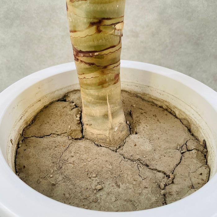 現品 観葉植物 アロエ ディコトマ 8号鉢 大型 多肉植物 大株 aloe