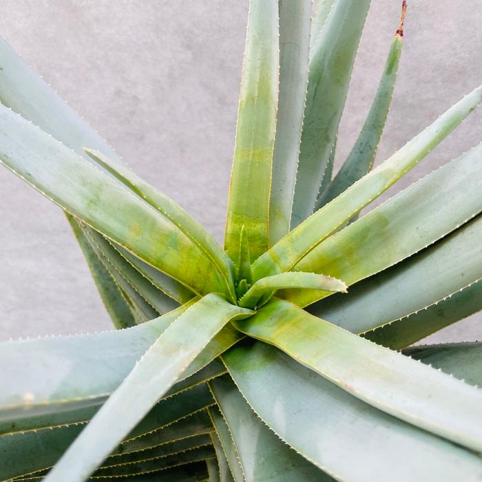 現品 観葉植物 アロエ ディコトマ 8号鉢 大型 多肉植物 大株 aloe
