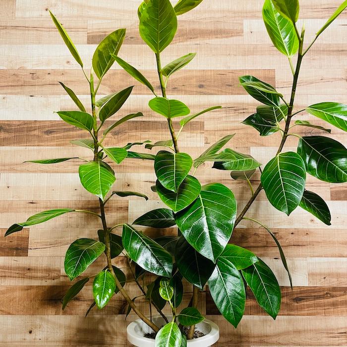 観葉植物 ゴムの木 フィカス アルテシーマ アルテシマ 斑入り ８号鉢 苗木 鉢植え インドゴムノキ かわいいおしゃれなインテリア Altissima 8 ミドリスークラピアと雑草対策ー 通販 Yahoo ショッピング