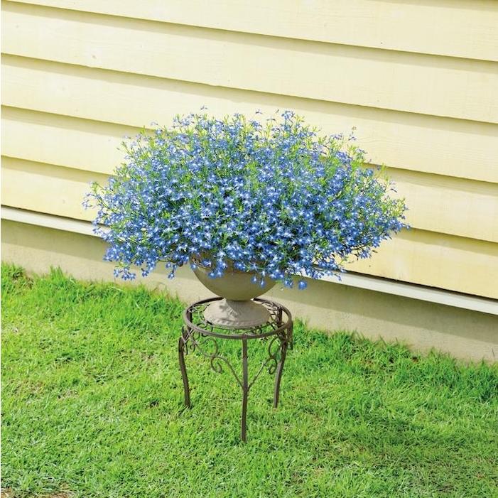アズーロコンパクト 4品種×各1株セット 肥料付き 3.5号 花苗 青色の花