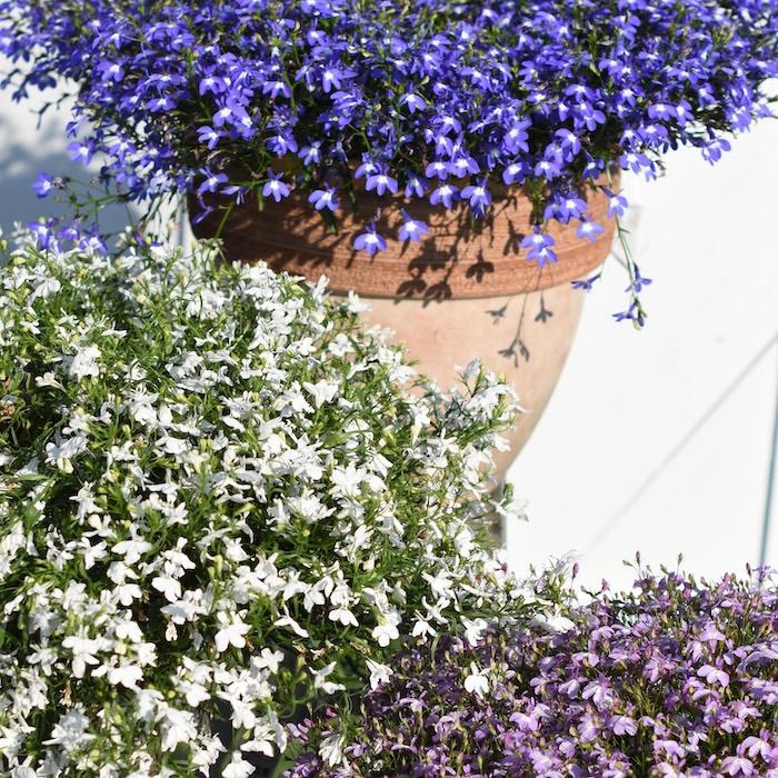 アズーロコンパクト 4品種×各1株セット 肥料付き 3.5号 花苗 青色の花
