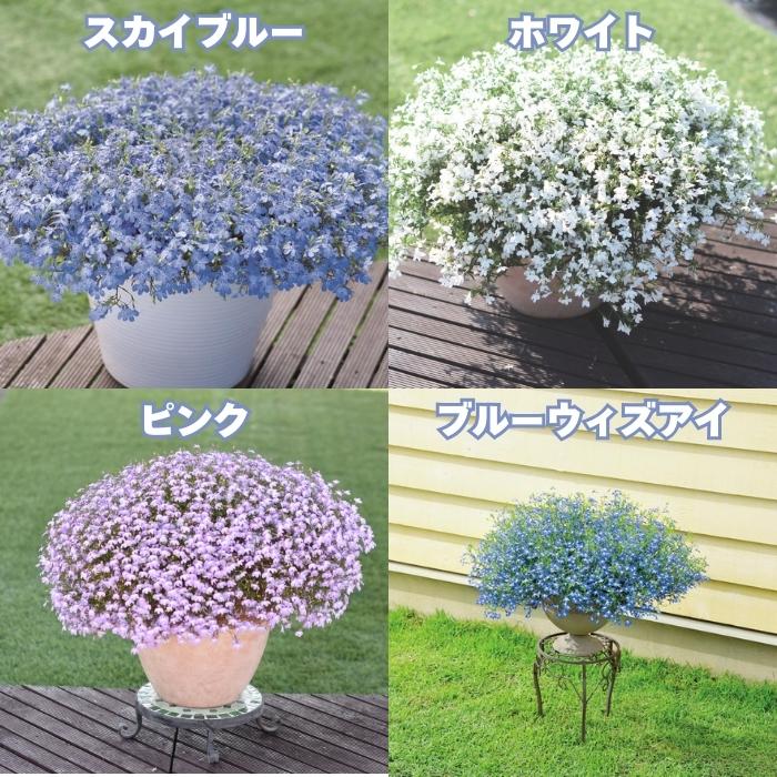 アズーロコンパクト 4品種×各1株セット 肥料付き 3.5号 花苗 青色の花