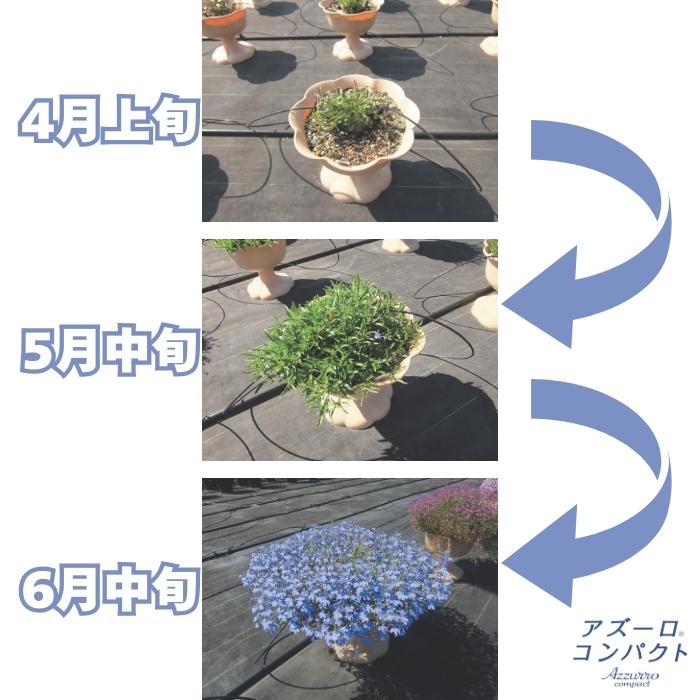 アズーロコンパクト 4品種×各1株セット 肥料付き 3.5号 花苗 青色の花