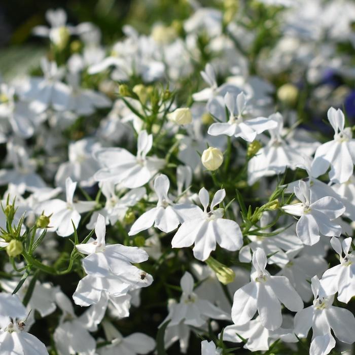 アズーロコンパクト 4品種×各1株セット 肥料付き 3.5号 花苗 青色の花