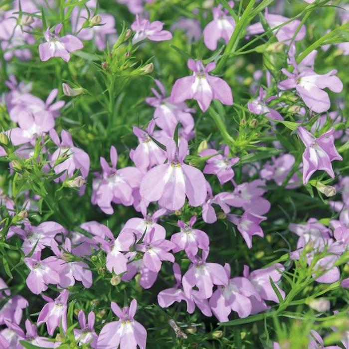 アズーロコンパクト 4品種×各1株セット 肥料付き 3.5号 花苗 青色の花