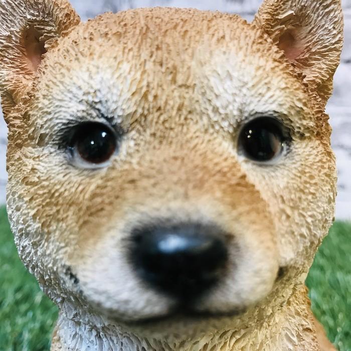柴犬 子犬のオブジェ 置物 可愛い リアル アニマルオブジェ インテリア 動物 ガーデンオーナメント 玄関先 庭 雑貨 豆柴 Bennyscat Qy39 ミドリスークラピアと雑草対策ー 通販 Yahoo ショッピング