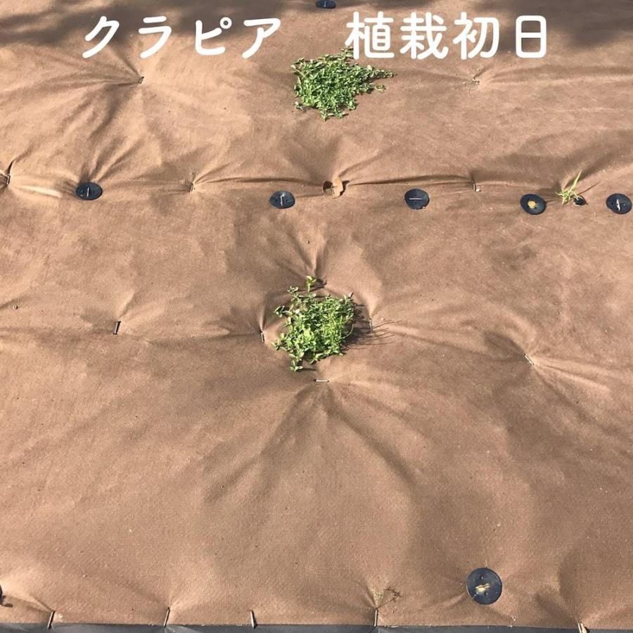 12平米分セット バイオシート クラピア植栽用1m×12m（12m2）+ サブピン（50本） 生分解性素材 防草シート クラピア K7 K5 K3 グランドカバープランツ |  | 01
