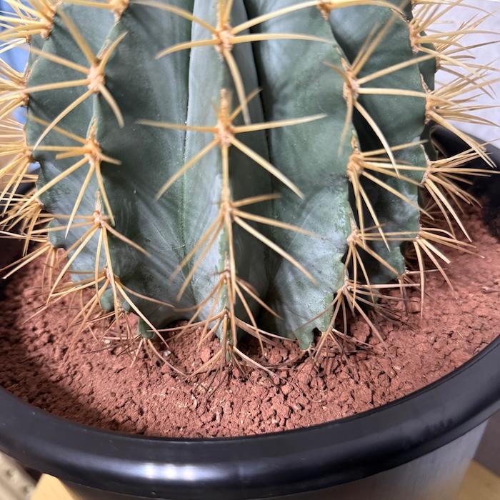 サボテン 王冠竜 8号鉢 大型 観葉植物 多肉植物 おしゃれでかわいい