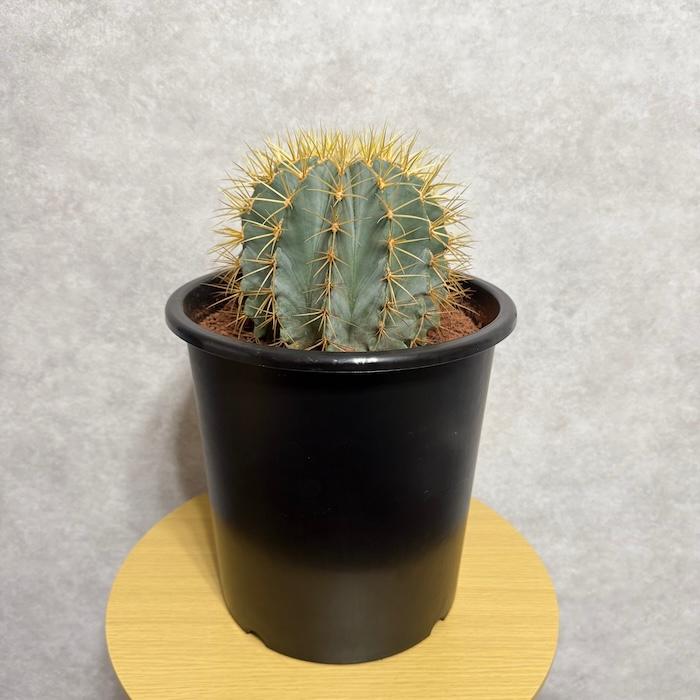 サボテン 王冠竜 8号鉢 大型 観葉植物 多肉植物 おしゃれでかわいい