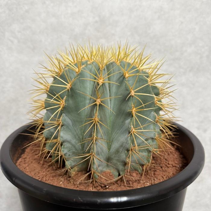 極上　王冠竜　12号鉢　 サボテン 王冠竜 8号鉢 大型 観葉植物 多肉植物 おしゃれでかわいい
