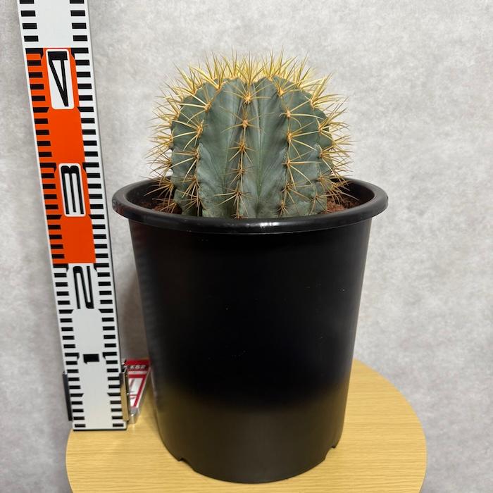 極上　王冠竜　12号鉢　 楽天市場】【現品】サボテン 王冠竜 8号 黒鉢【選べる観葉植物】【観葉