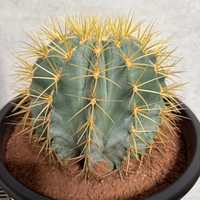 サボテン 王冠竜 8号鉢 大型 観葉植物 多肉植物 おしゃれでかわいい