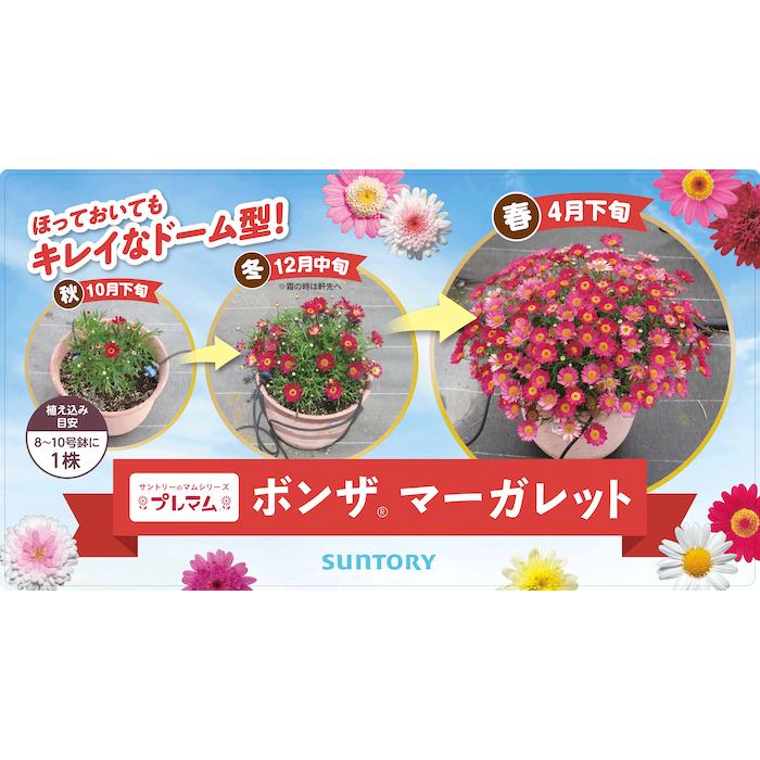 予約 ボンザマーガレット 4品種×各3株 Cセット 肥料付き 3.5号ポット