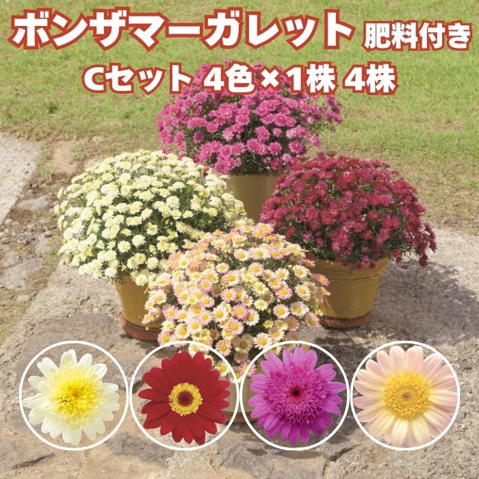 予約 ボンザマーガレット 4品種×各1株 Cセット 肥料付き 3.5号ポット
