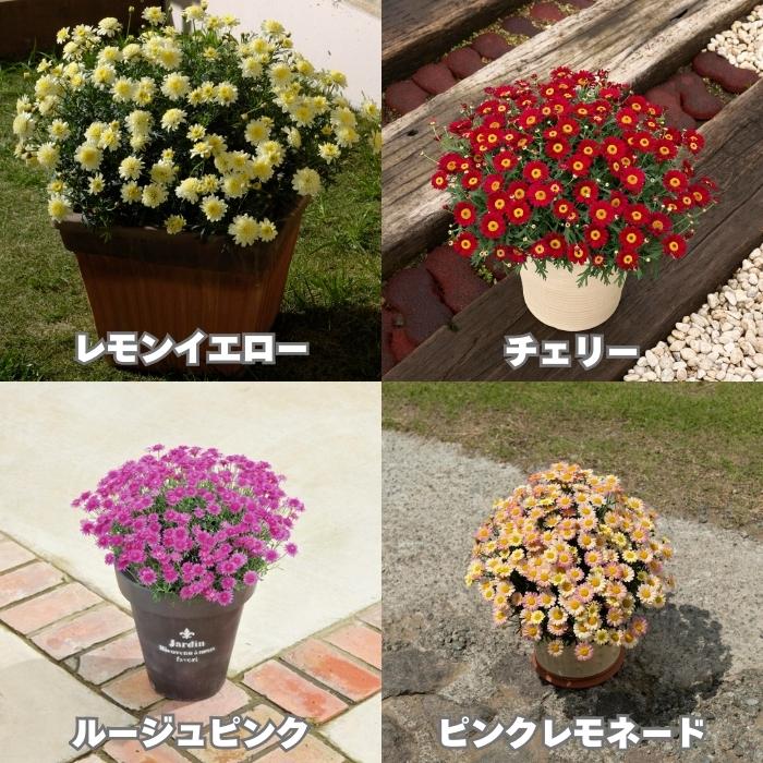 ボンザマーガレット 4品種×各1株 Cセット 肥料付き 3.5号ポット 花の苗