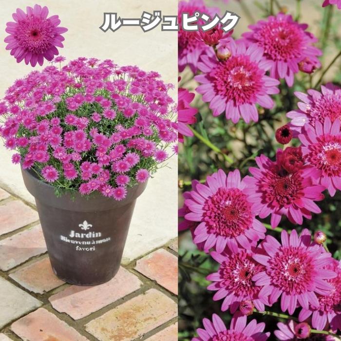 ボンザマーガレット 4品種×各1株 Cセット 肥料付き 3.5号ポット 花の苗