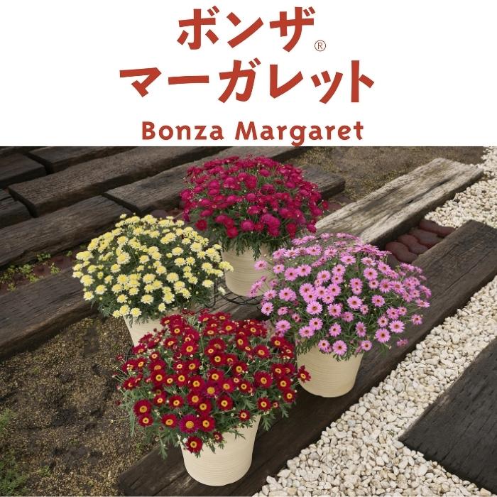 ボンザマーガレット 4品種×各2株 Cセット 肥料付き 3.5号ポット 花の苗