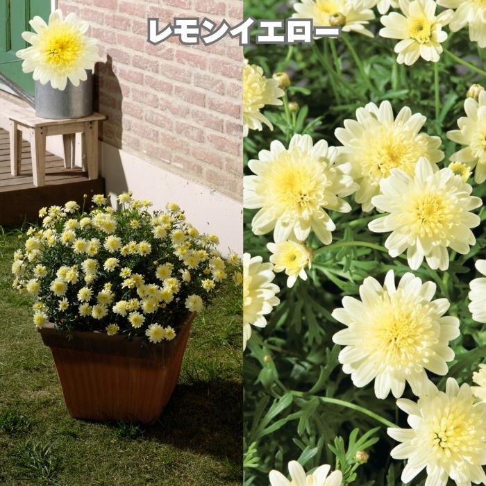 ボンザマーガレット 4品種×各2株 Cセット 肥料付き 3.5号ポット 花の苗