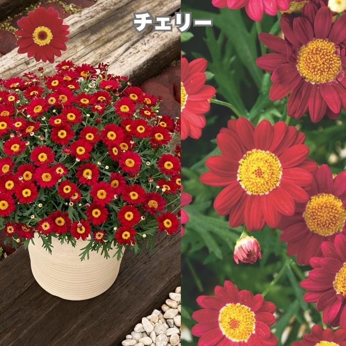 ボンザマーガレット 4品種×各2株 Cセット 肥料付き 3.5号ポット 花の苗