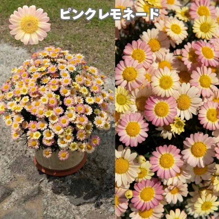 ボンザマーガレット 4品種×各2株 Cセット 肥料付き 3.5号ポット 花の苗