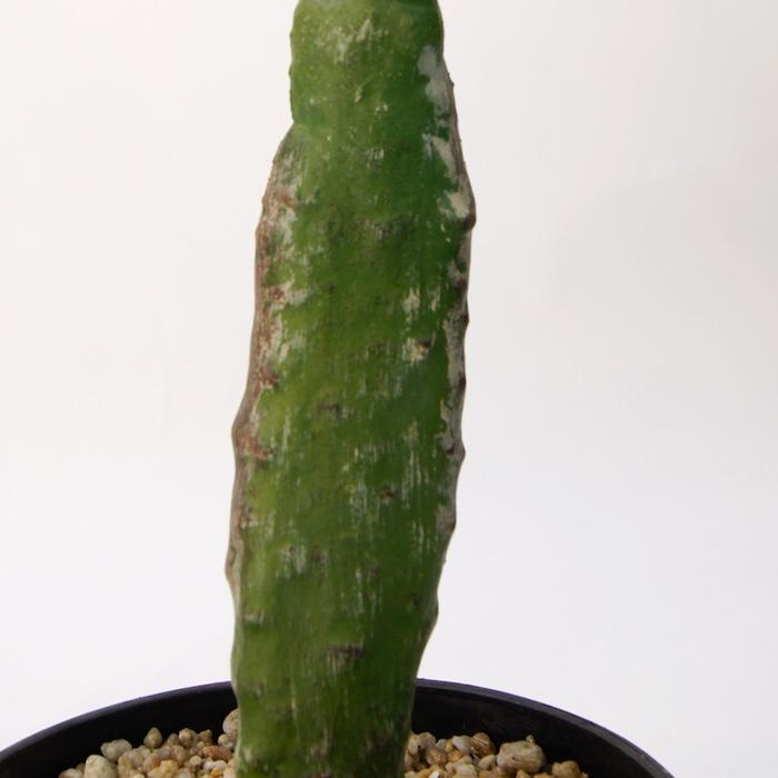 観葉植物 造花 ウチワサボテン 大型 全高130cm フェイクグリーン 人工