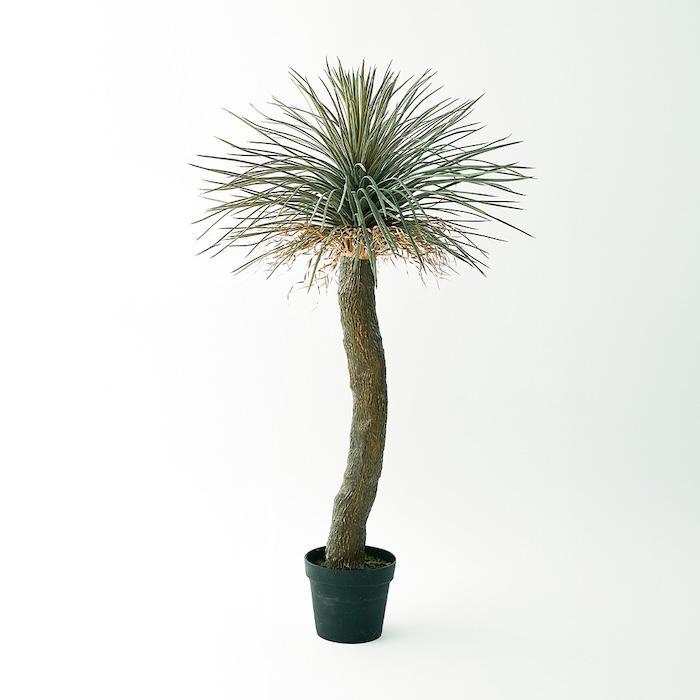 ユッカ ロストラータ 特大　大きい　観葉植物　花 ユッカ ロストラータ 特大 大きい 観葉植物 花 ユッカ ロストラータ