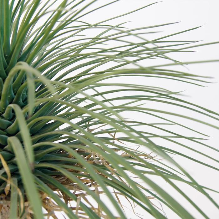 ユッカ ロストラータ 特大　大きい　観葉植物　花 ユッカ ロストラータ 特大 大きい 観葉植物 花 ユッカ ロストラータ