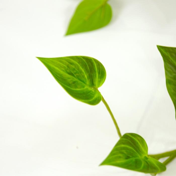 観葉植物 造花 ポトス 80cm 卓上 垂れ下がる フェイクグリーン 人工観葉植物 リアル 本物そっくり おしゃれ 高級 インテリア つる トイレ リビング 玄関 BROWN |  | 09
