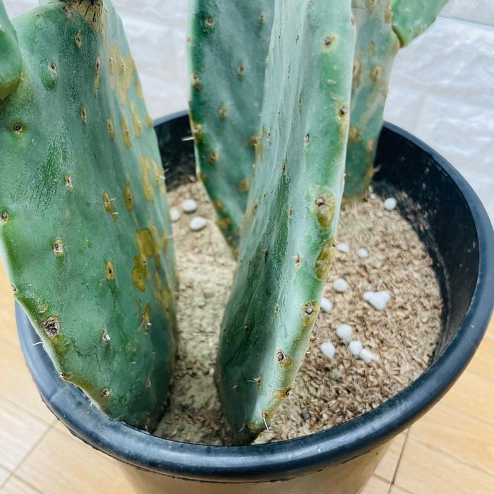 耐寒性オプンチア古株ワイルド木質化◇ドライガーデン多肉ヤシ団扇サボテン　アガベ 耐寒性オプンチア古株ワイルド木質化◇ドライガーデン多肉ヤシ