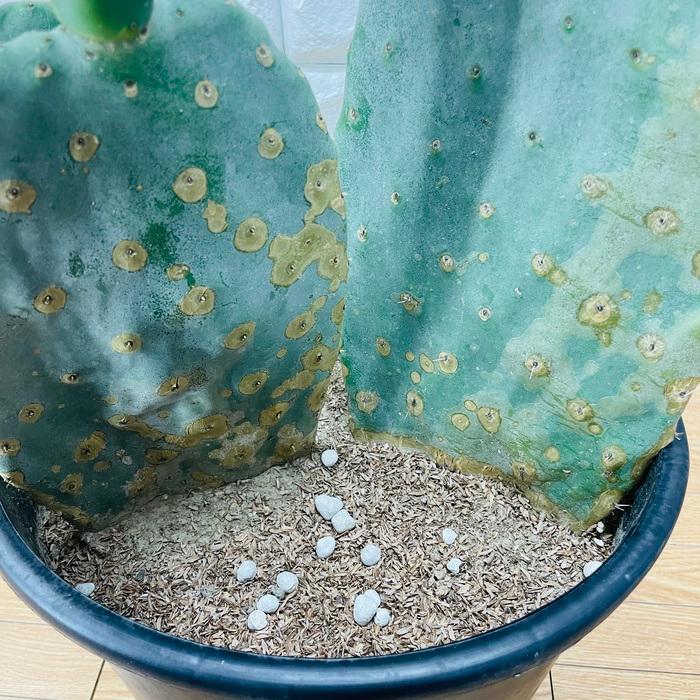 opuntia arizonas オプンチア サボテン 多肉植物 特大苗 観葉植物 ウチワサボテン オプンチア 8号鉢株 大型 多肉植物