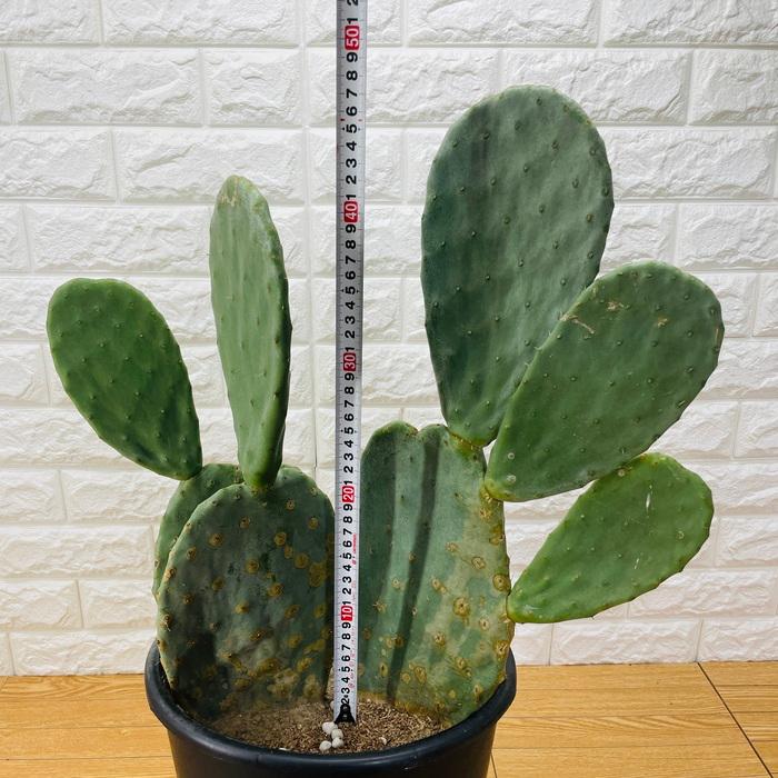 観葉植物 ウチワサボテン オプンチア 8号鉢株 大型 多肉植物