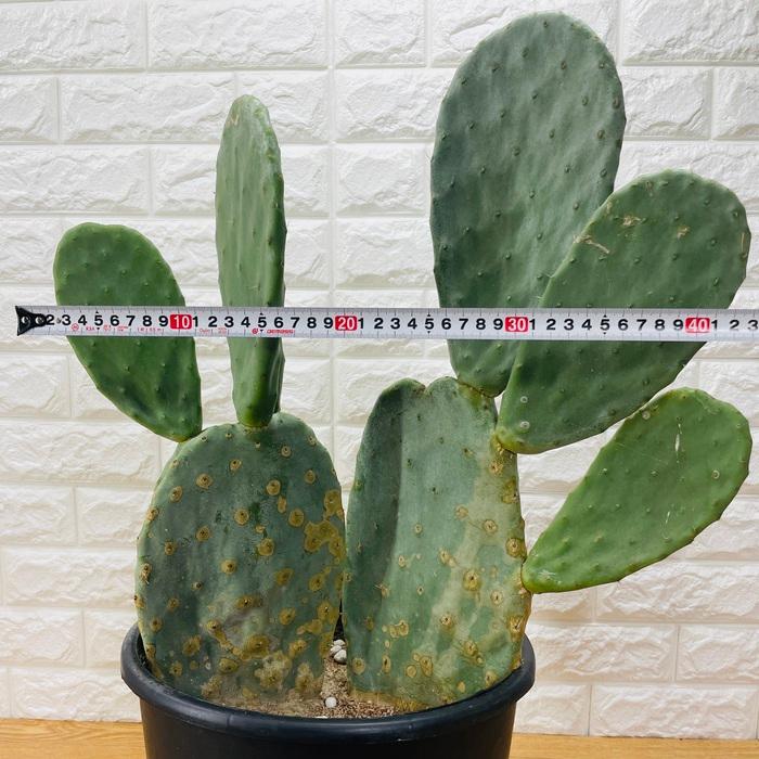 opuntia arizonas オプンチア サボテン 多肉植物 特大苗 観葉植物 ウチワサボテン オプンチア 8号鉢株 大型 多肉植物